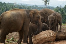 vignette Sri_Lanka_0677.jpg 