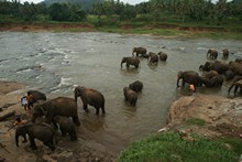 vignette Sri_Lanka_0687.jpg 