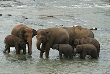 vignette Sri_Lanka_0710.jpg 