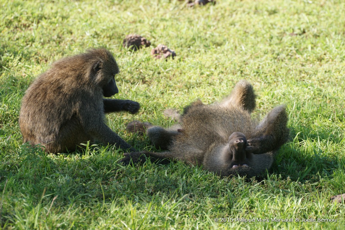 /ecran/Tanzanie_2015_0071.jpg