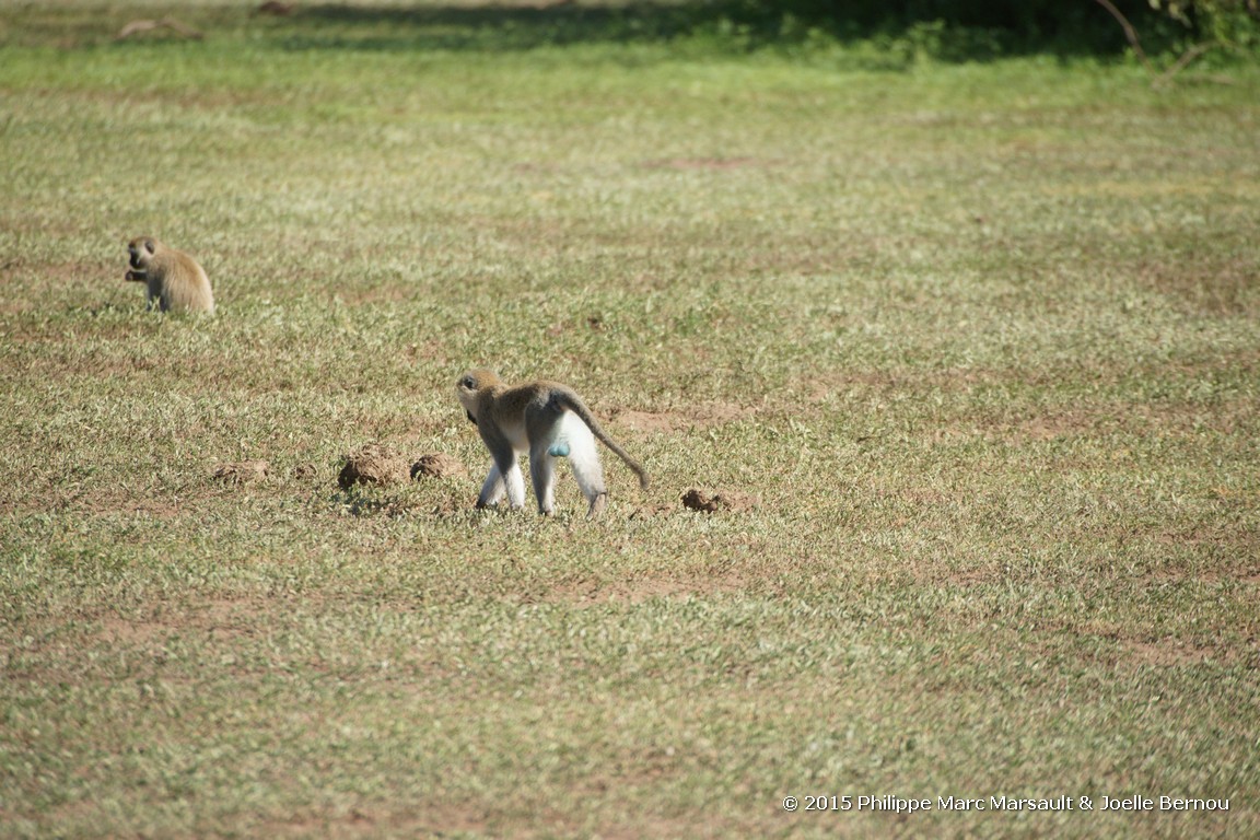 /ecran/Tanzanie_2015_0072.jpg