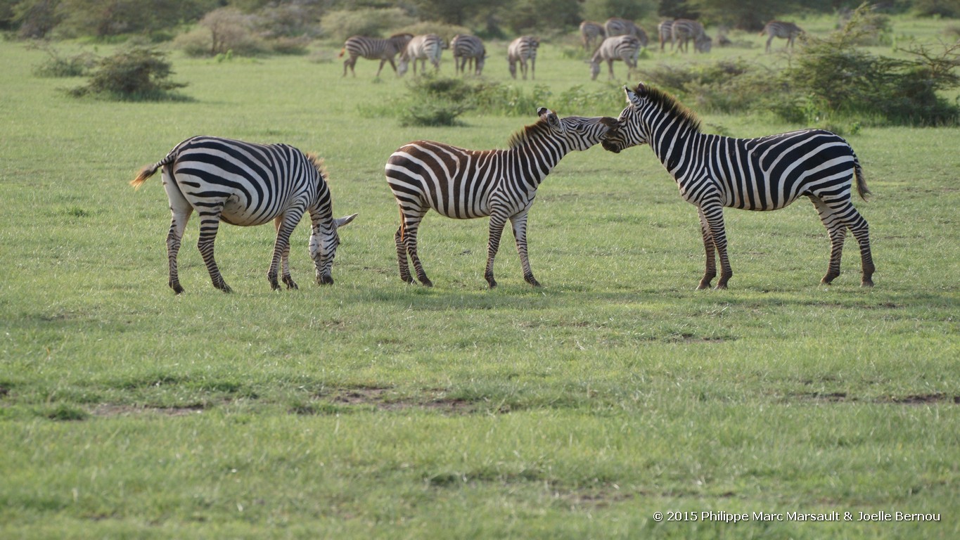 /ecran/Tanzanie_2015_0138.jpg