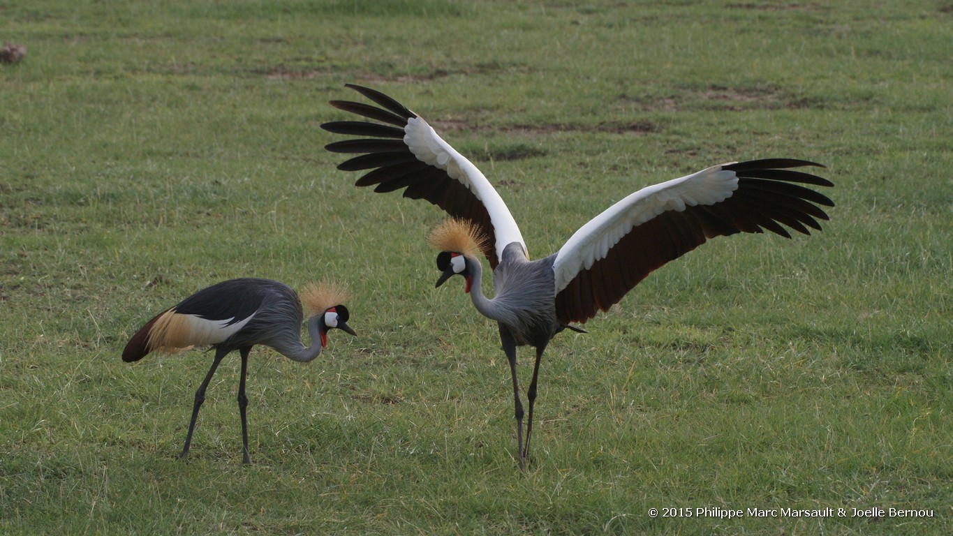 /ecran/Tanzanie_2015_0156.jpg