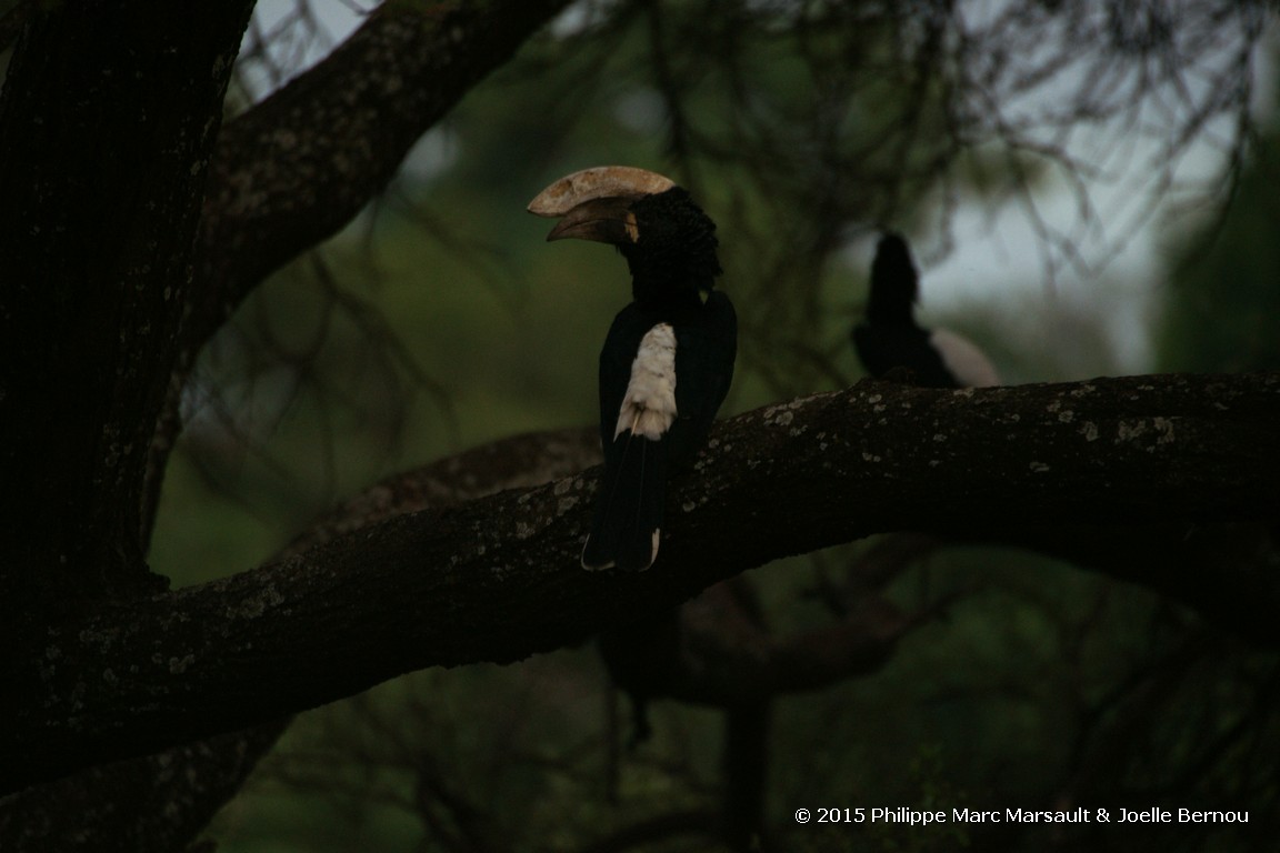 /ecran/Tanzanie_2015_0165.jpg