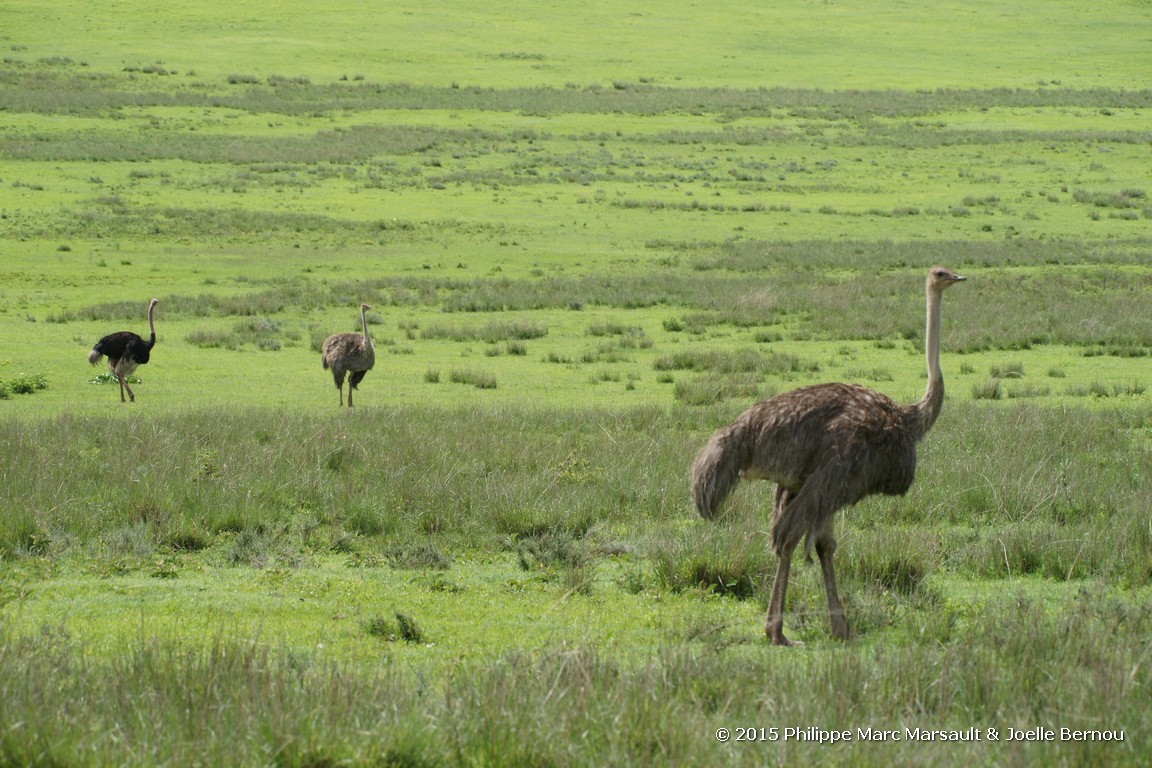 /ecran/Tanzanie_2015_0218.jpg