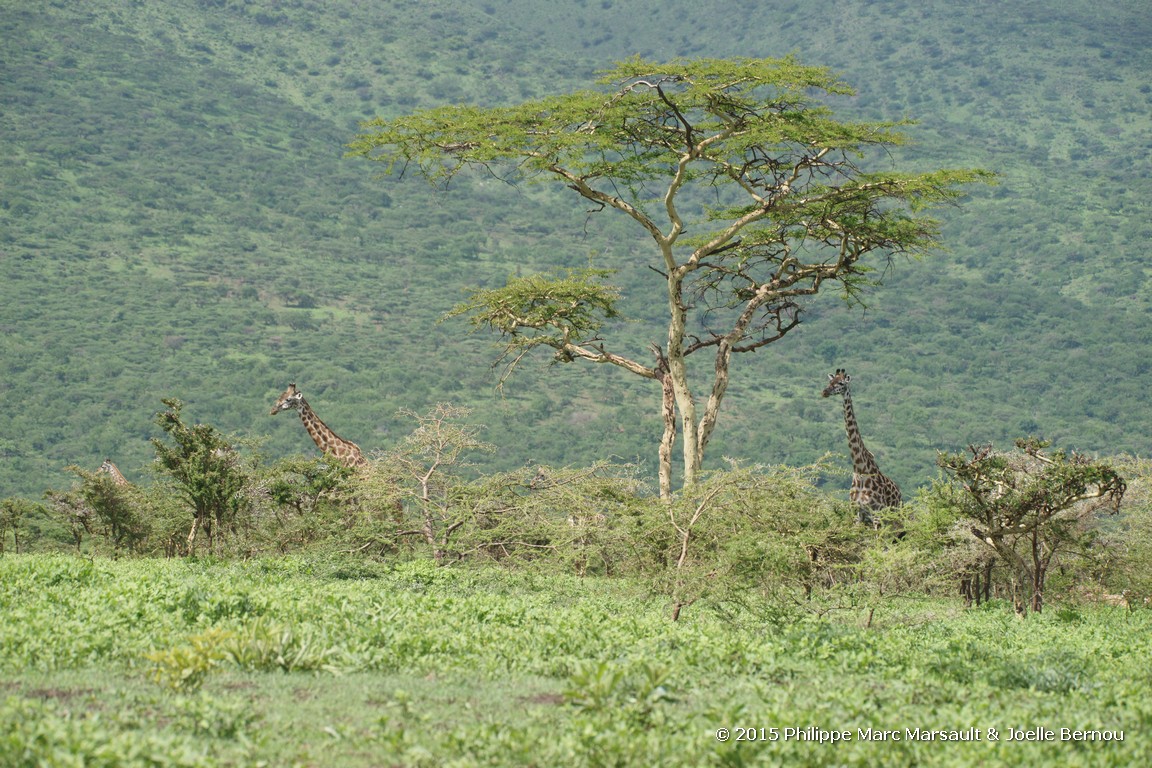 /ecran/Tanzanie_2015_0222.jpg