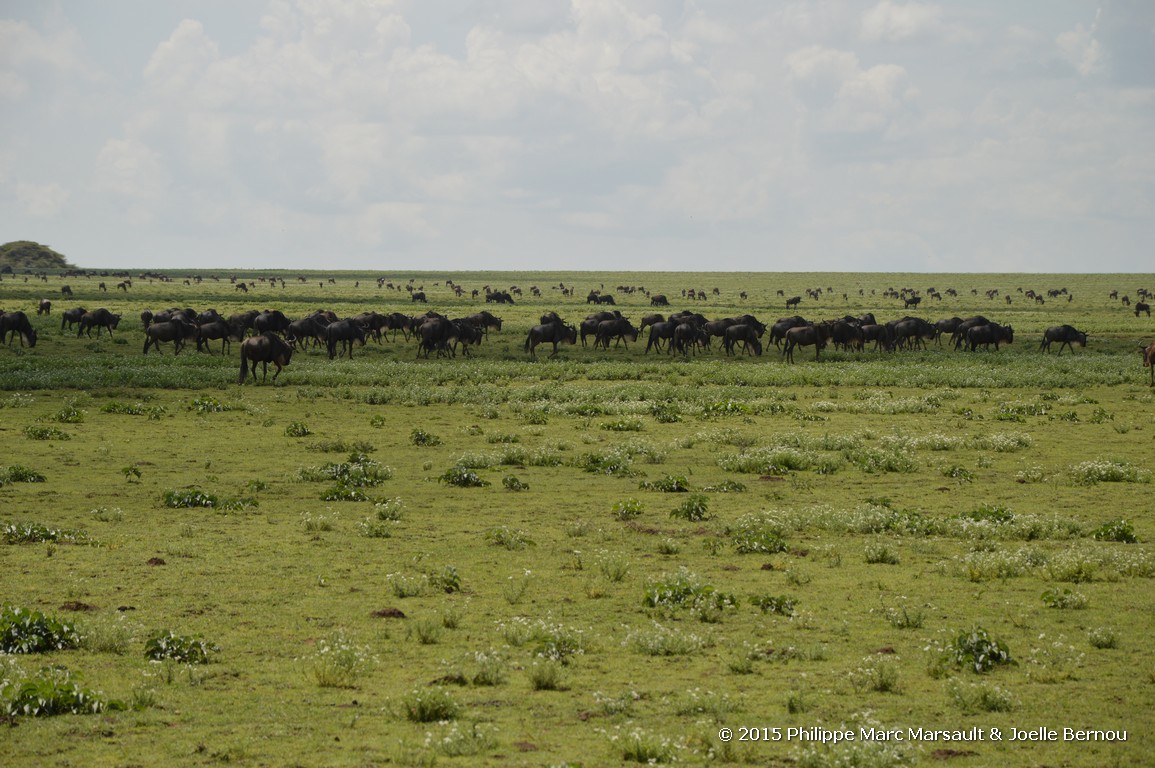 /ecran/Tanzanie_2015_0230.jpg