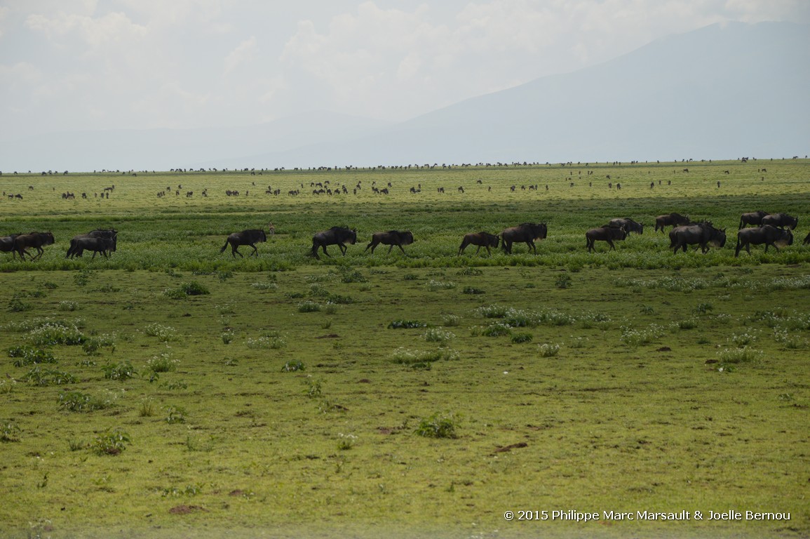 /ecran/Tanzanie_2015_0232.jpg