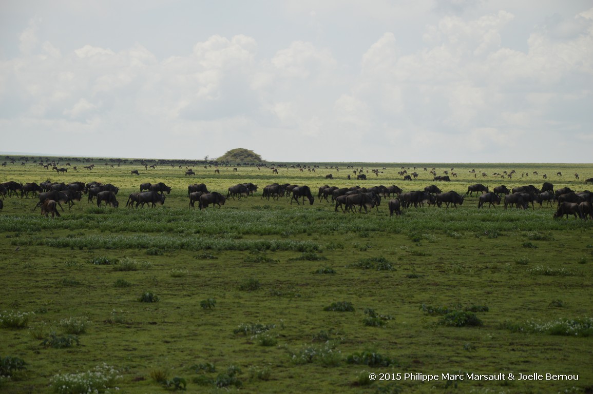 /ecran/Tanzanie_2015_0235.jpg