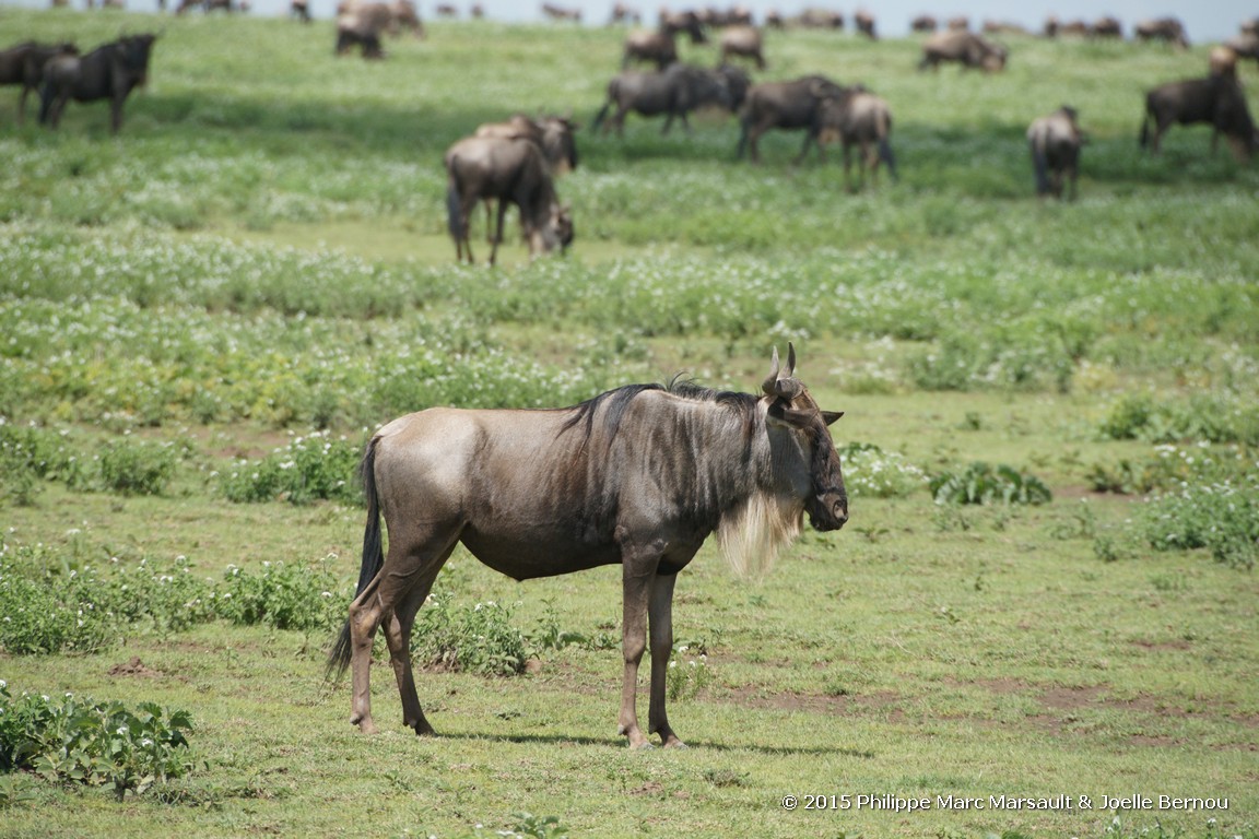 /ecran/Tanzanie_2015_0246.jpg