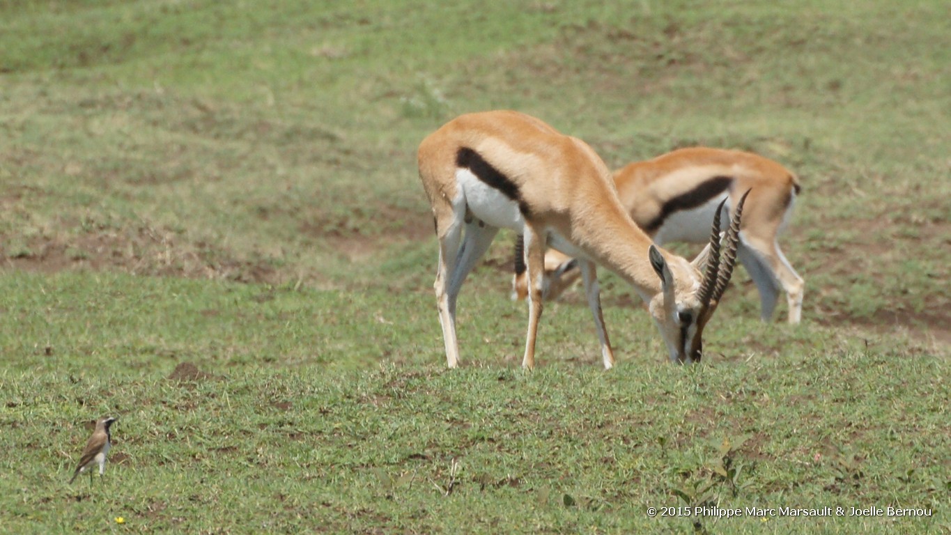 /ecran/Tanzanie_2015_0260.jpg