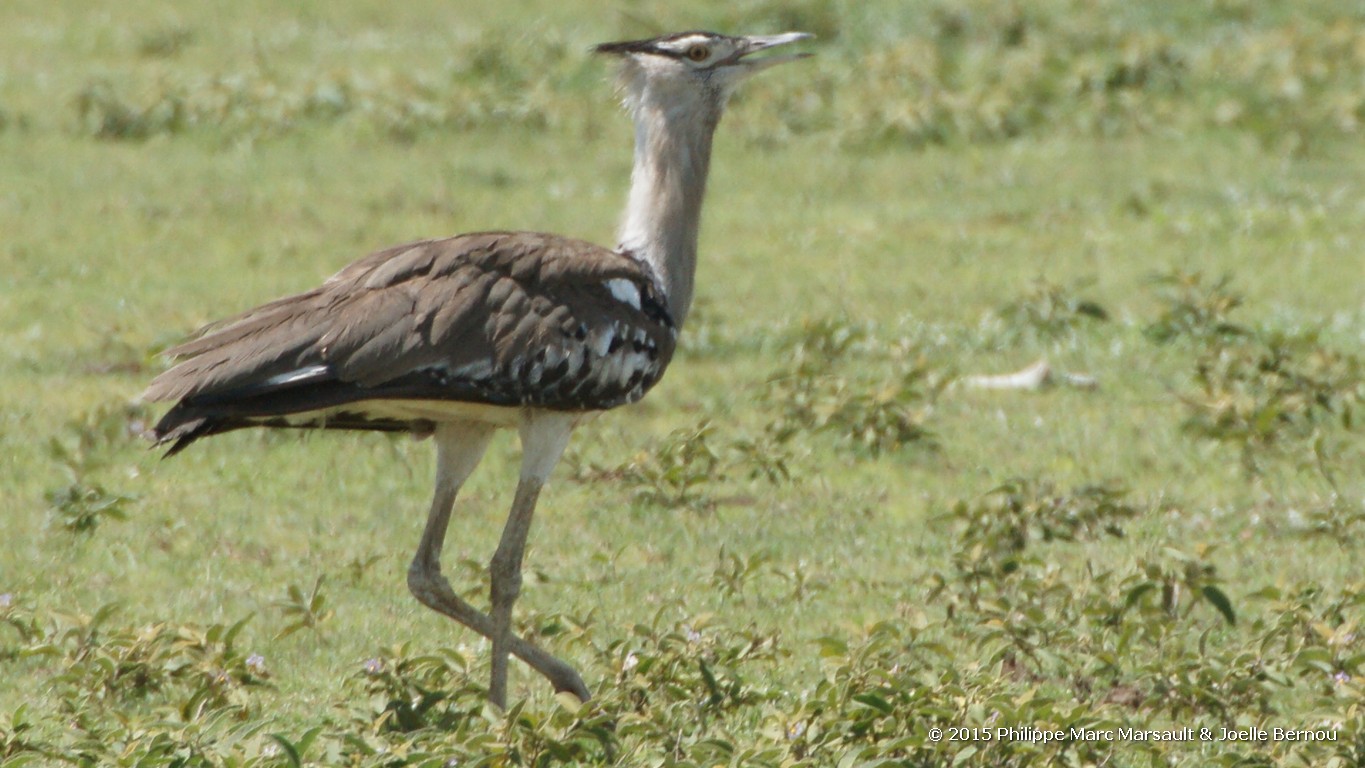 /ecran/Tanzanie_2015_0267.jpg