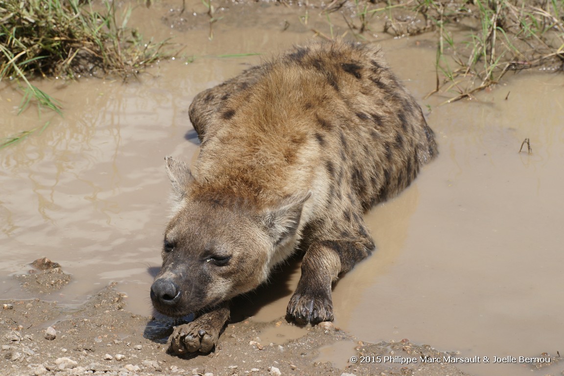 /ecran/Tanzanie_2015_0281.jpg