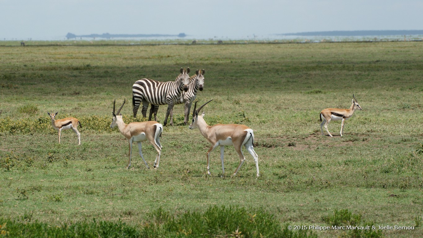 /ecran/Tanzanie_2015_0287.jpg