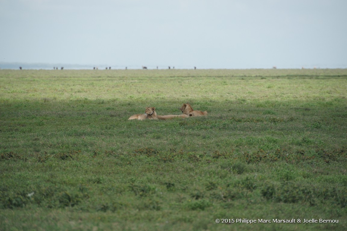 /ecran/Tanzanie_2015_0292.jpg