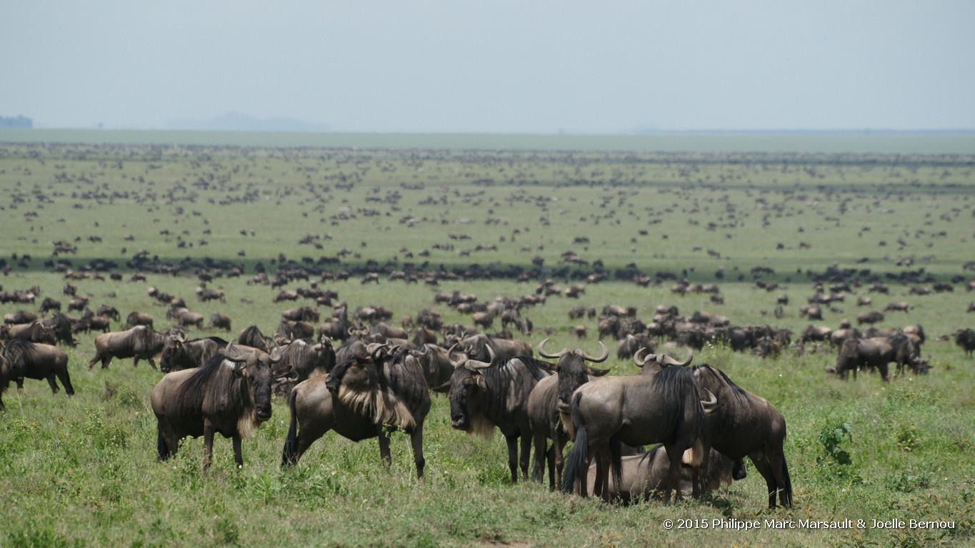 /ecran/Tanzanie_2015_0319.jpg