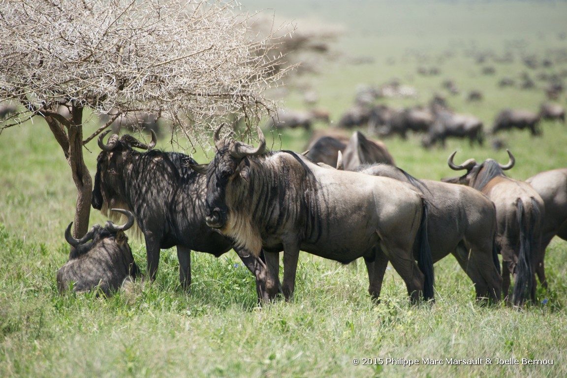 /ecran/Tanzanie_2015_0323.jpg