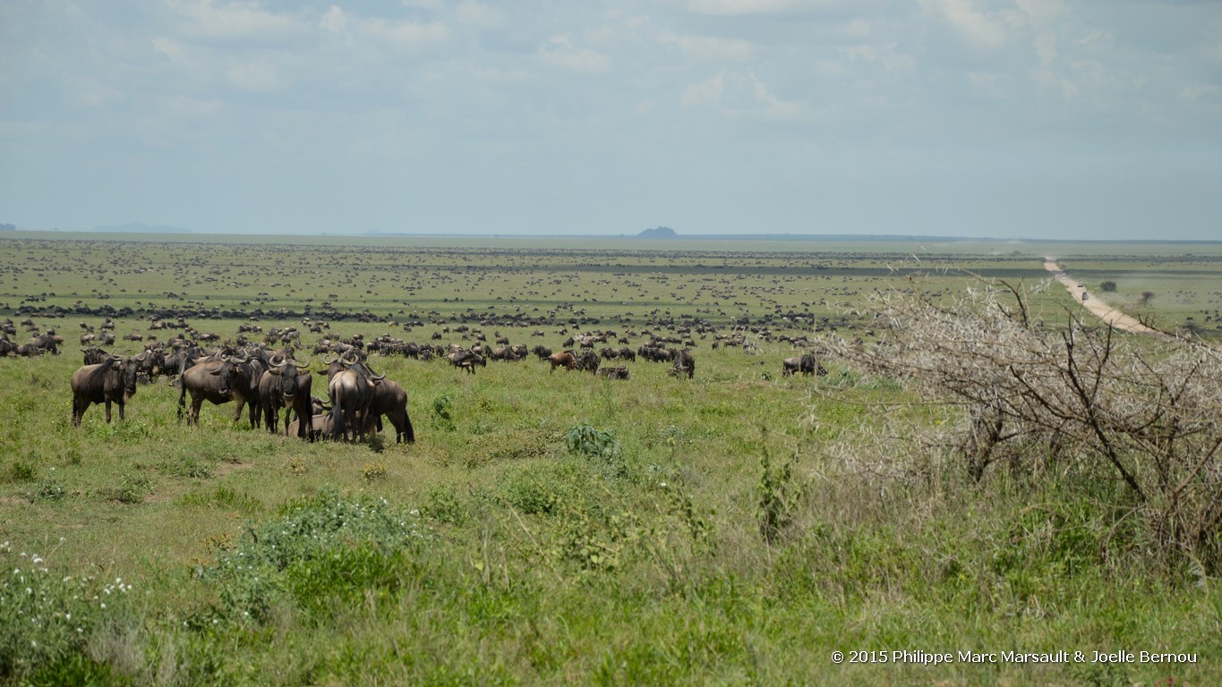 /ecran/Tanzanie_2015_0325.jpg