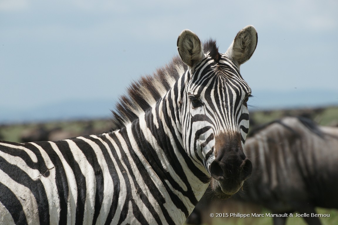 /ecran/Tanzanie_2015_0332.jpg