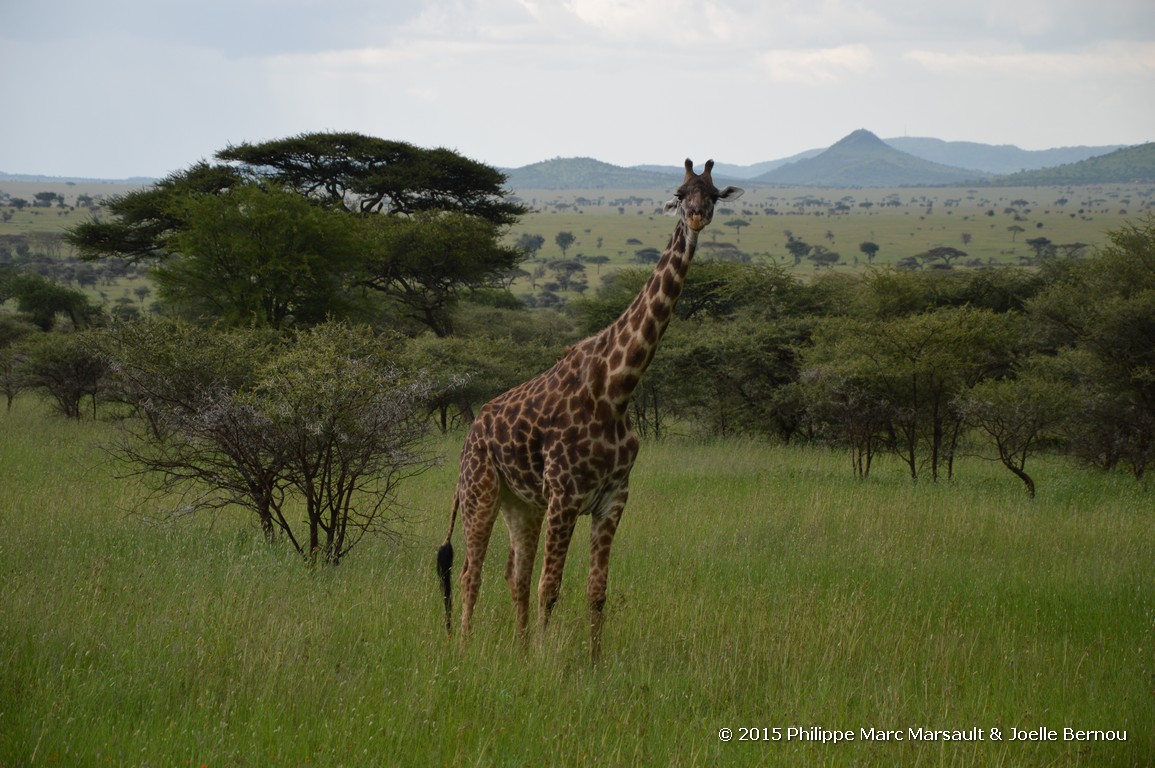 /ecran/Tanzanie_2015_0368.jpg