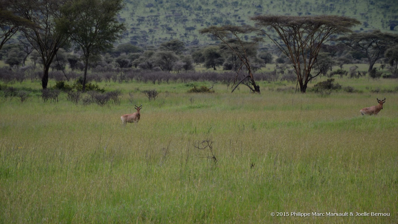 /ecran/Tanzanie_2015_0374.jpg