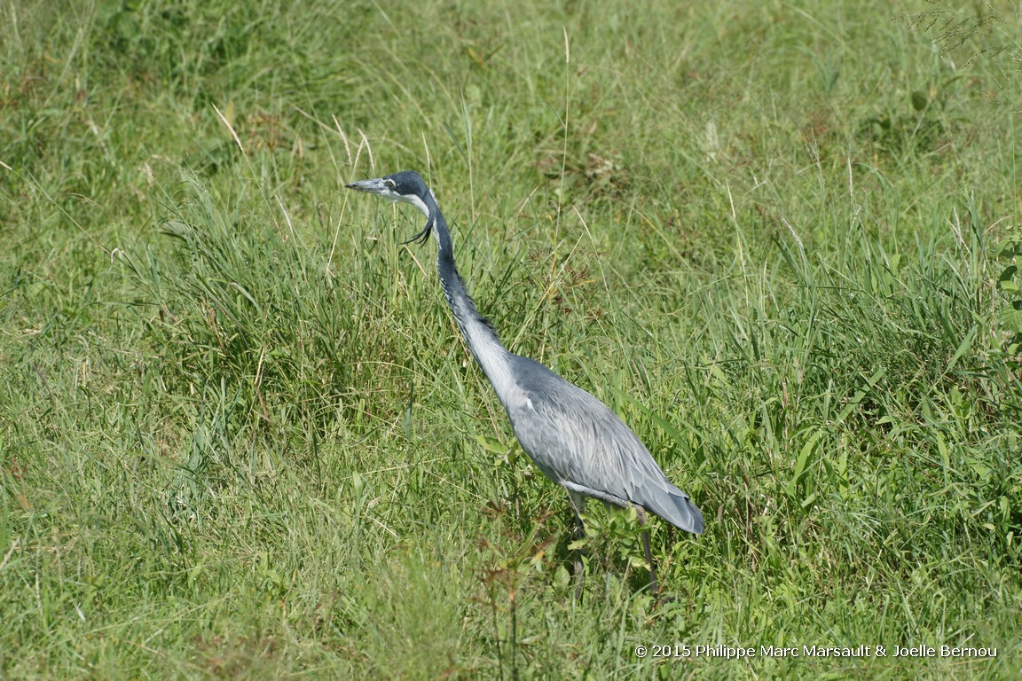 /ecran/Tanzanie_2015_0442.jpg