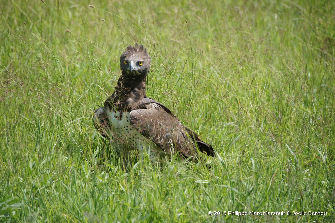 /ecran/Tanzanie_2015_0450.jpg