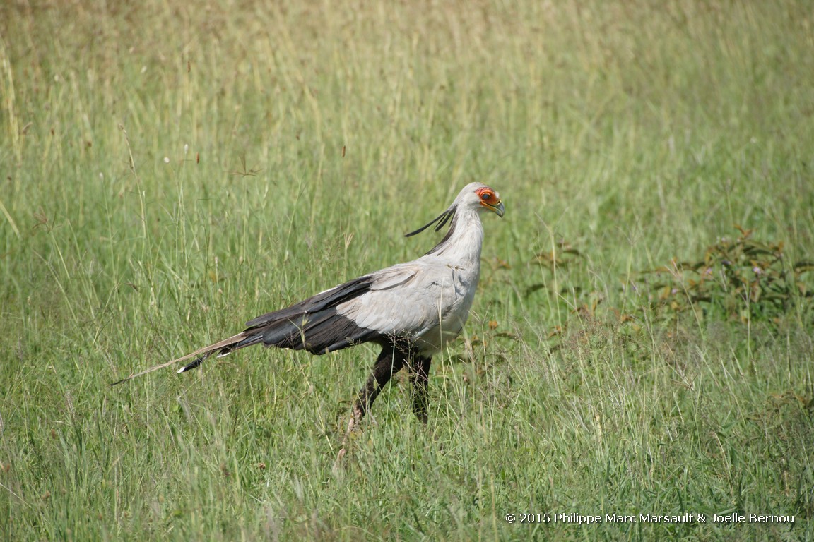 /ecran/Tanzanie_2015_0452.jpg