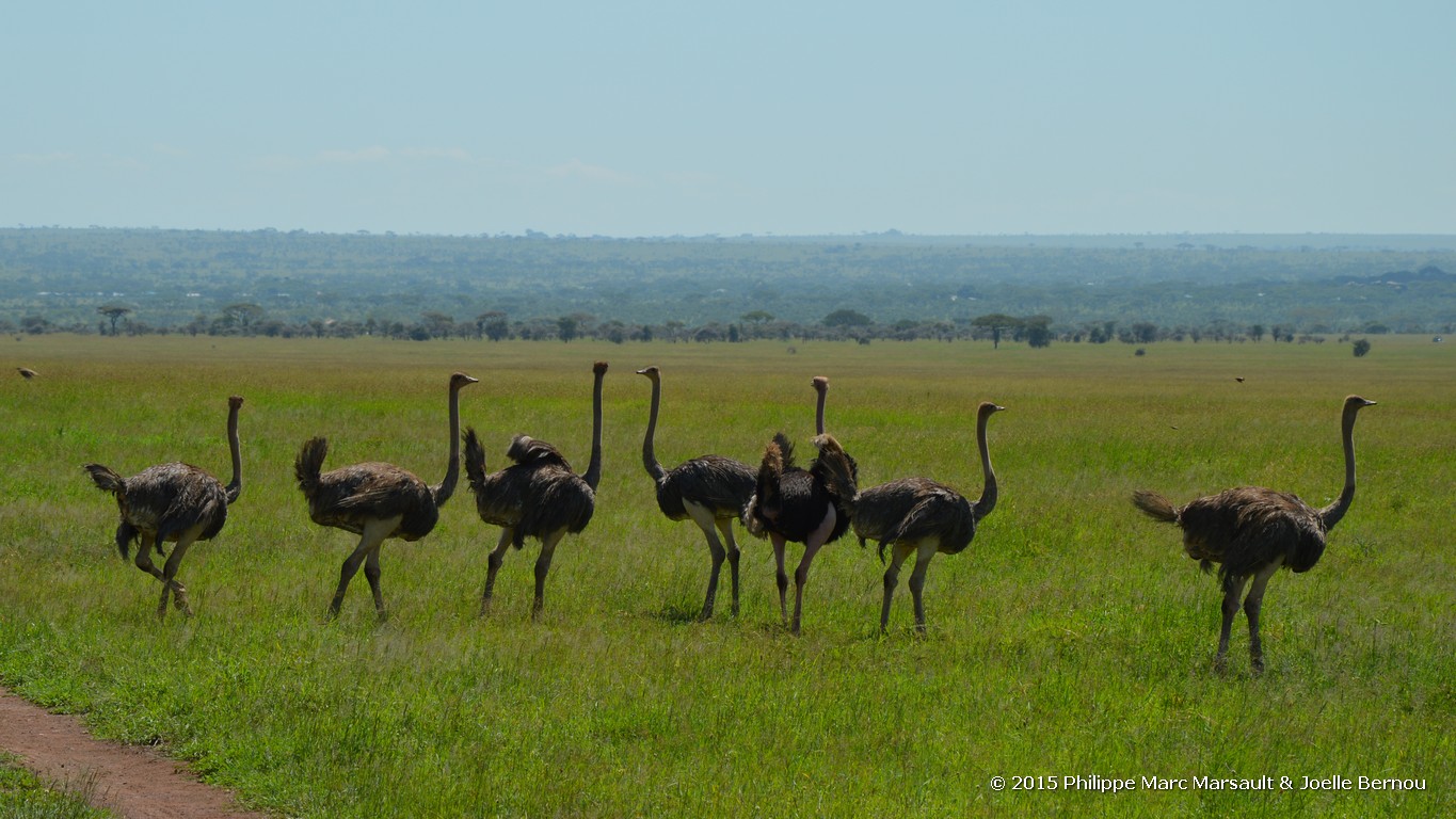 /ecran/Tanzanie_2015_0459.jpg