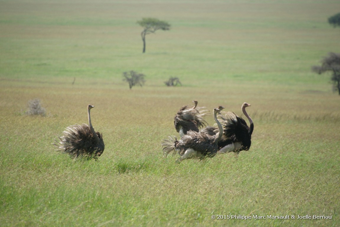 /ecran/Tanzanie_2015_0465.jpg