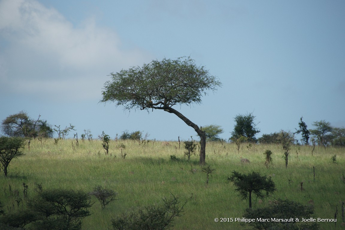 /ecran/Tanzanie_2015_0472.jpg