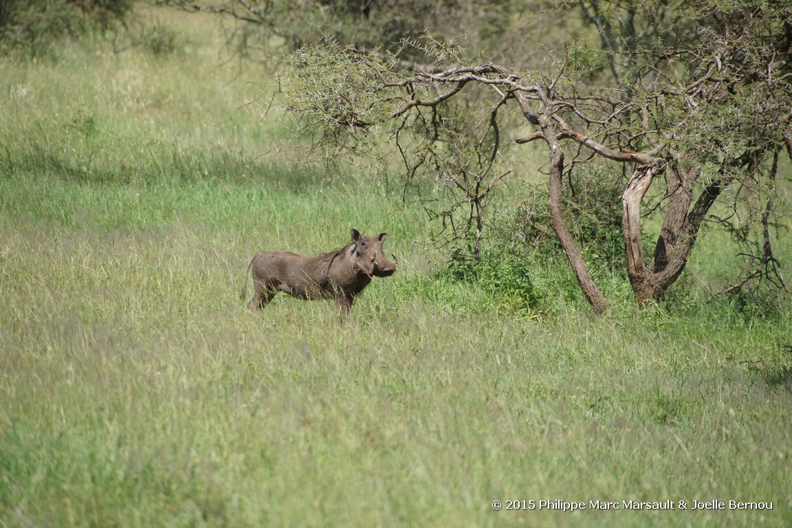 /ecran/Tanzanie_2015_0473.jpg