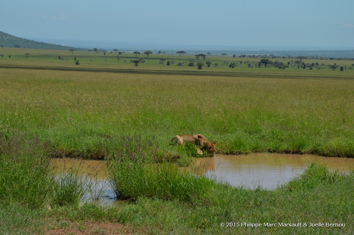 /ecran/Tanzanie_2015_0482.jpg