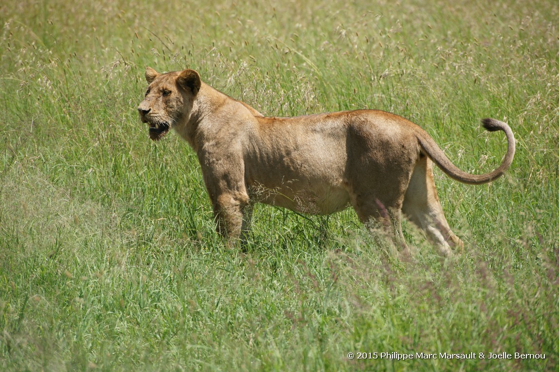 /ecran/Tanzanie_2015_0490.jpg