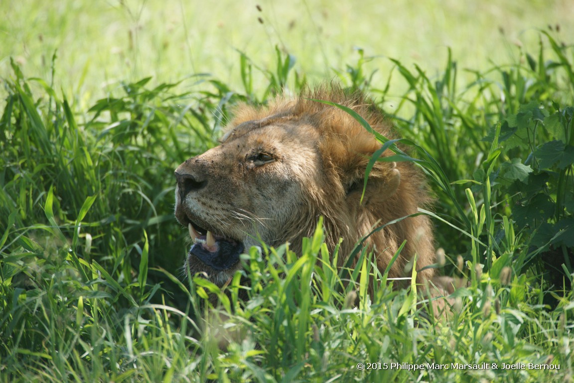 /ecran/Tanzanie_2015_0495.jpg