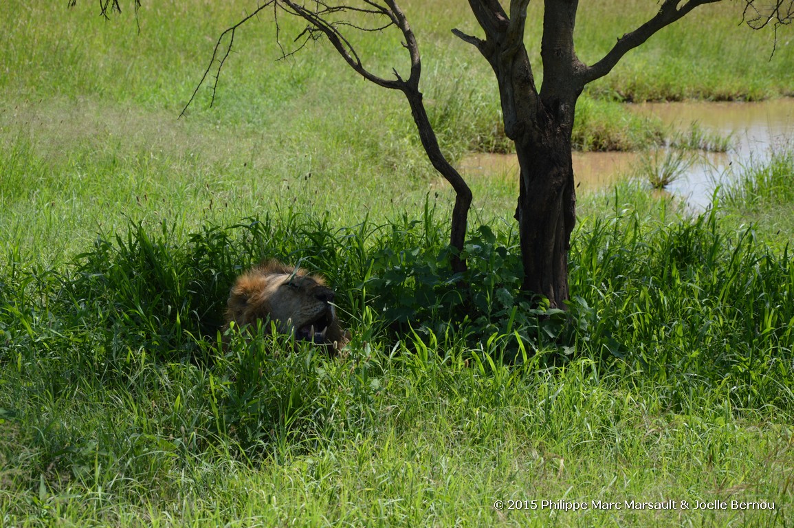 /ecran/Tanzanie_2015_0503.jpg