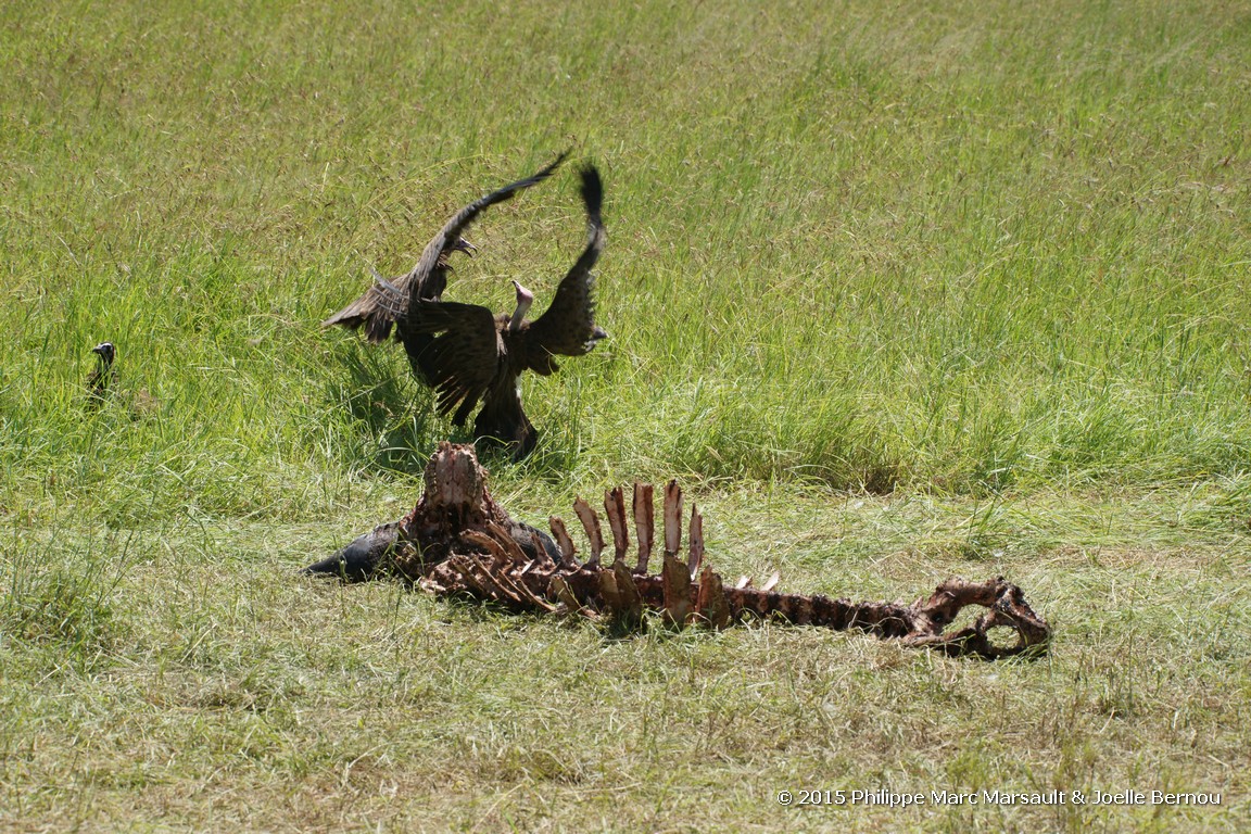 /ecran/Tanzanie_2015_0505.jpg