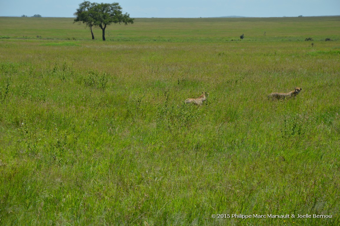 /ecran/Tanzanie_2015_0522.jpg