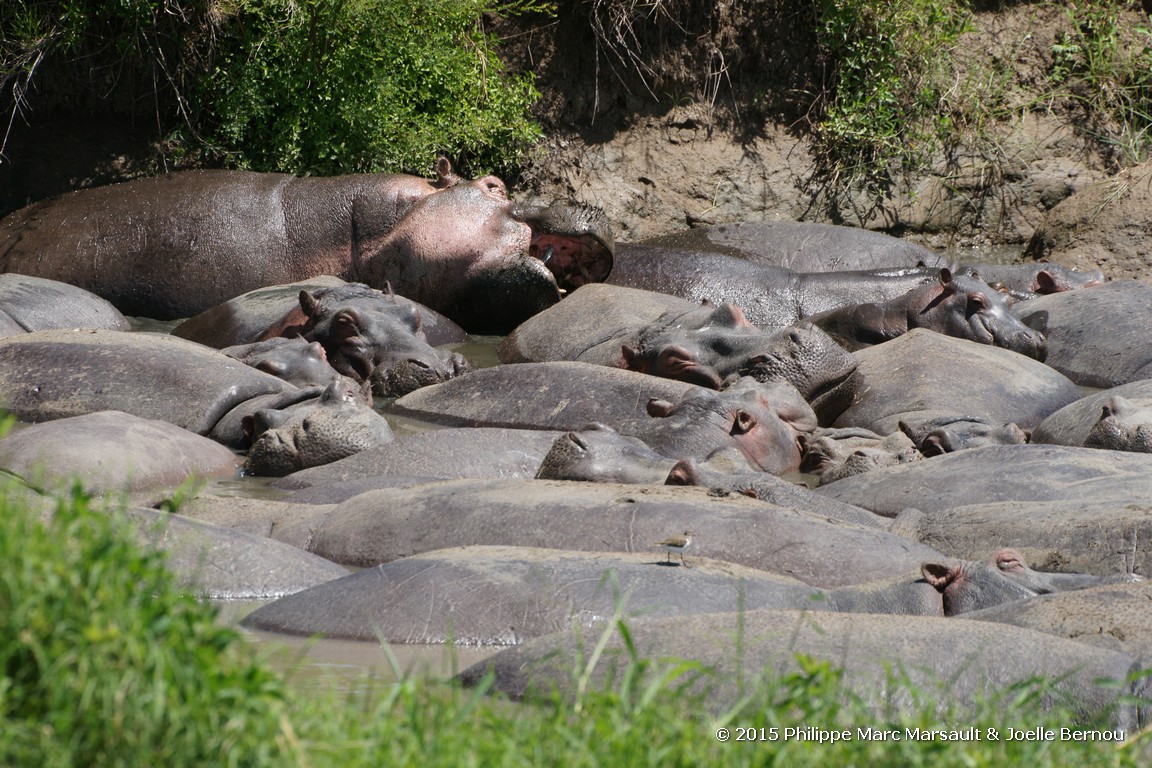 /ecran/Tanzanie_2015_0532.jpg