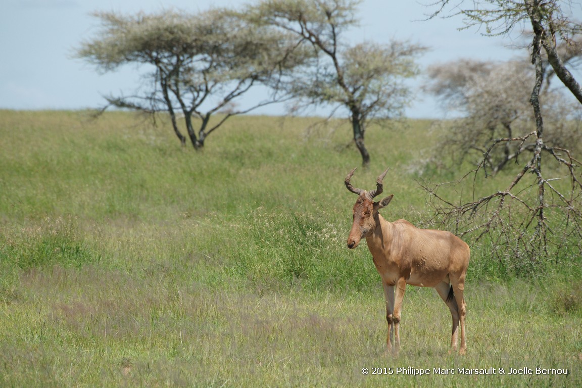 /ecran/Tanzanie_2015_0537.jpg