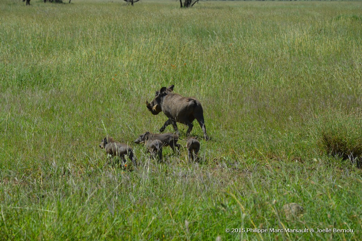 /ecran/Tanzanie_2015_0539.jpg