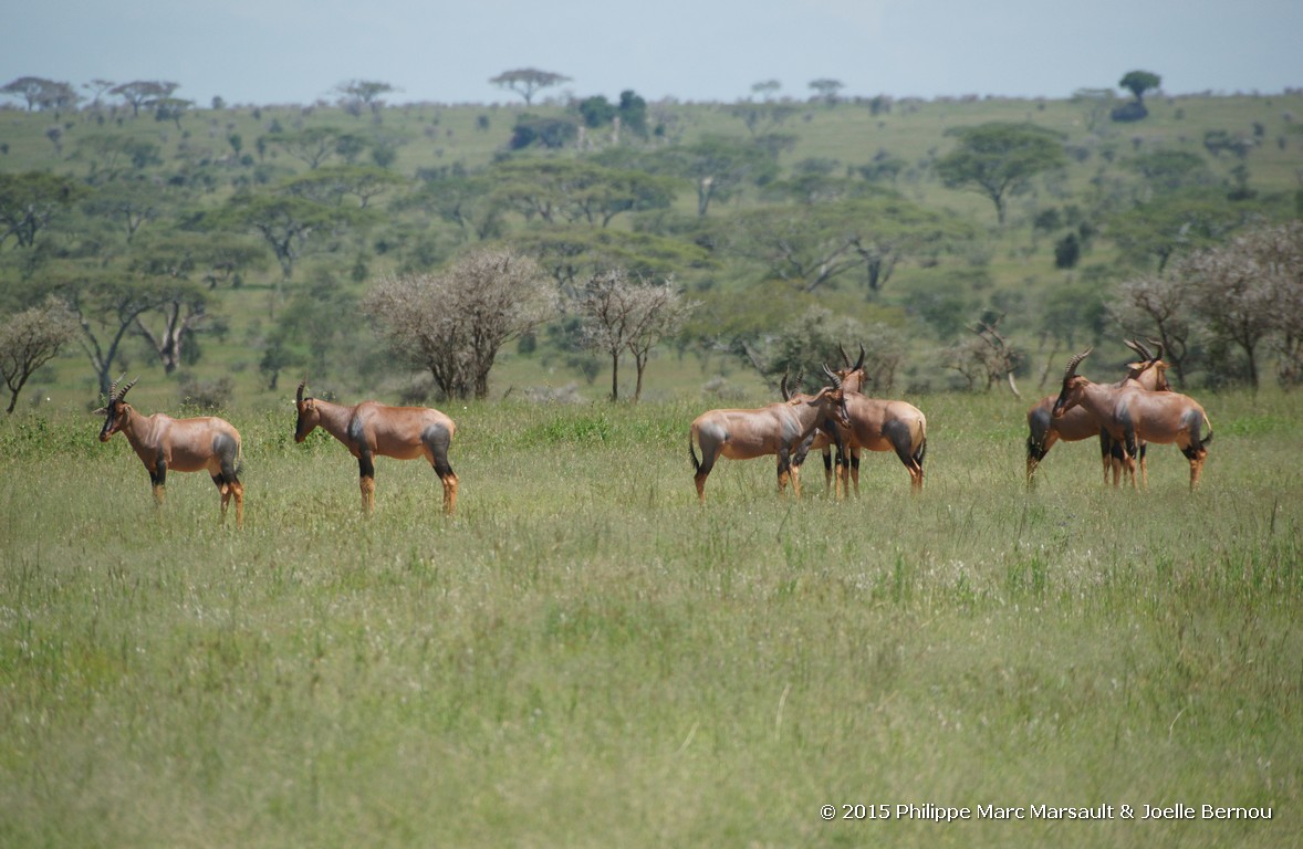 /ecran/Tanzanie_2015_0541.jpg