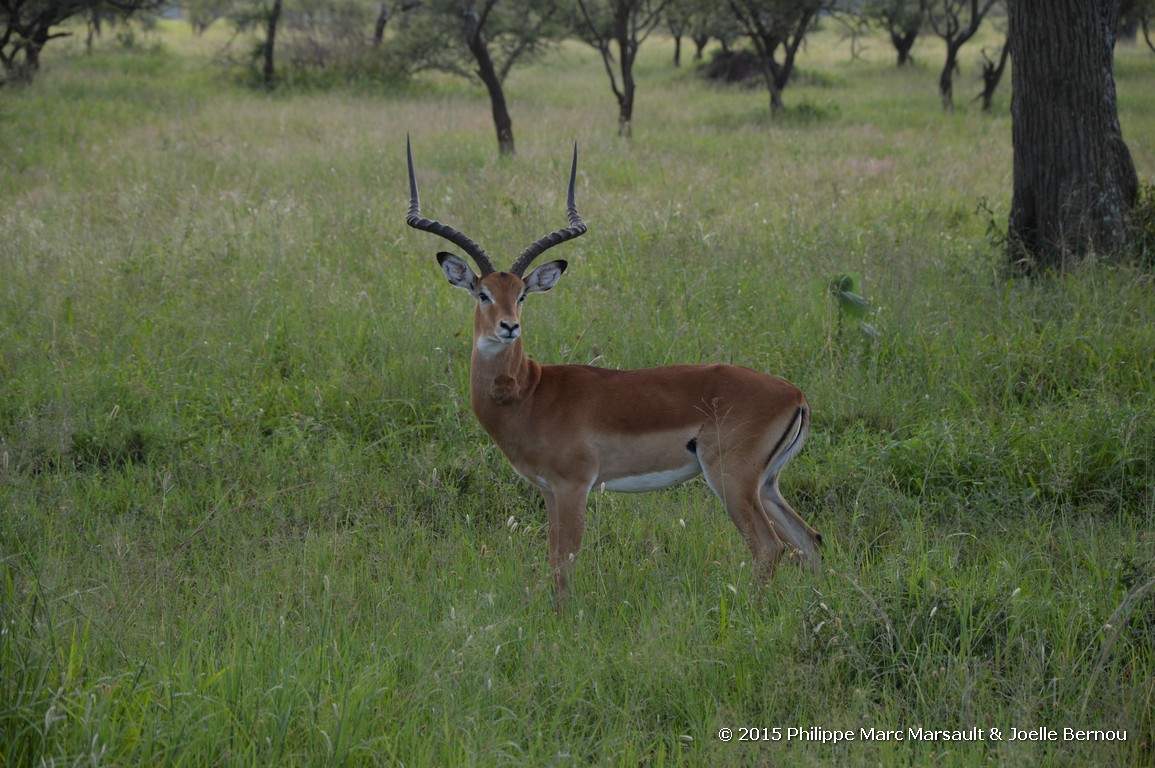 /ecran/Tanzanie_2015_0576.jpg