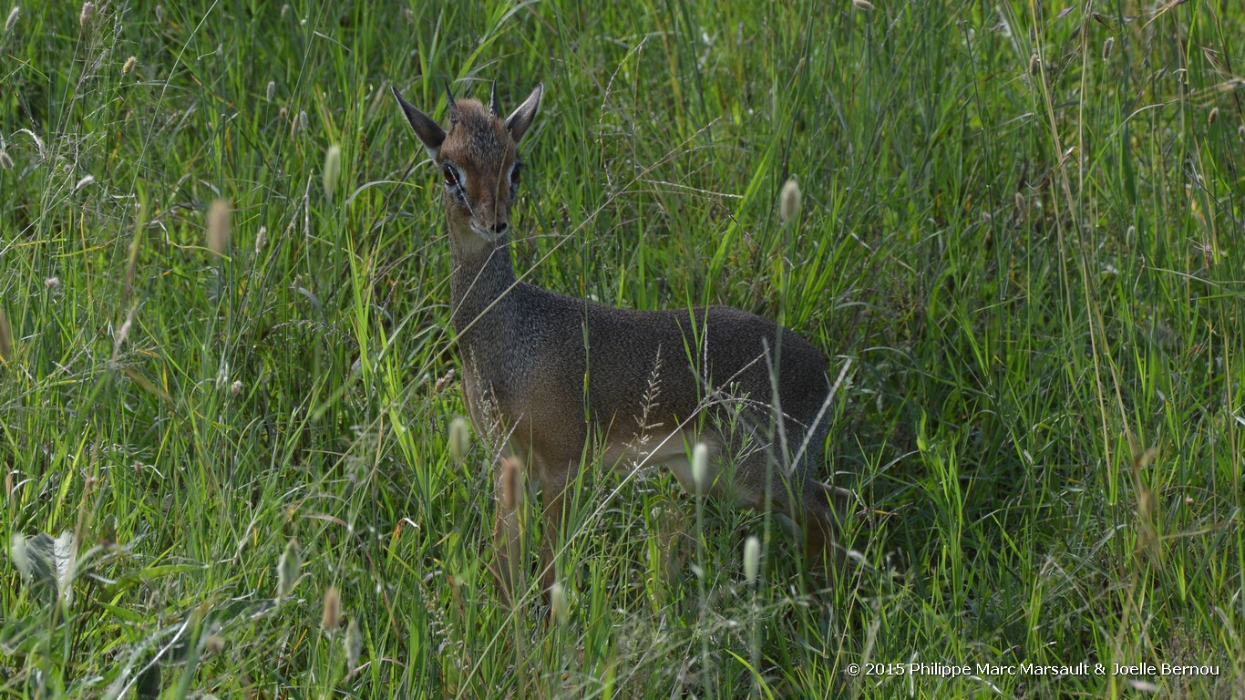 /ecran/Tanzanie_2015_0597.jpg