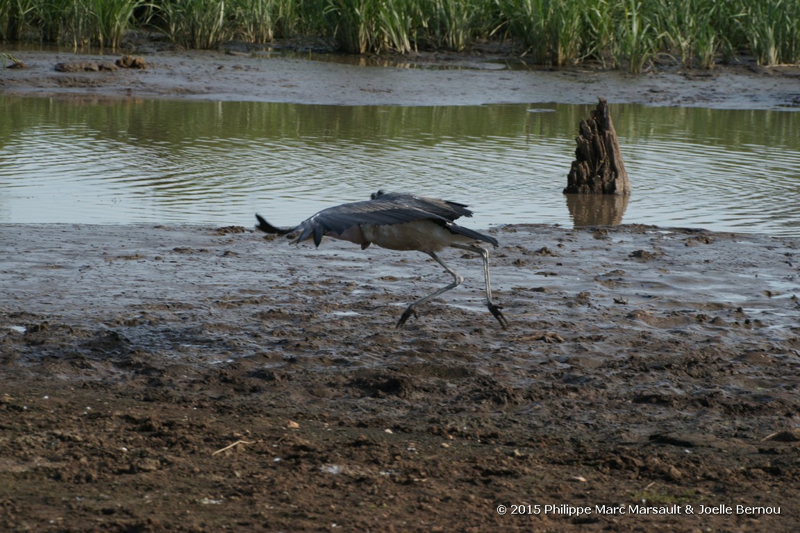 /ecran/Tanzanie_2015_0604.jpg