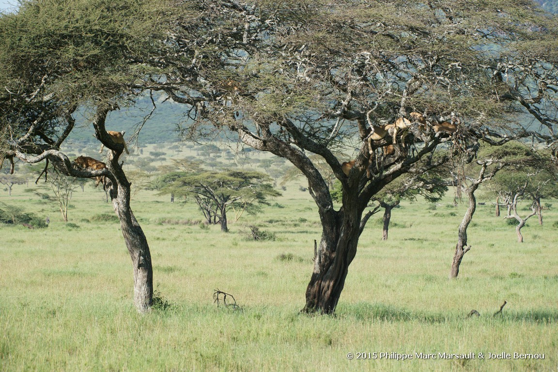 /ecran/Tanzanie_2015_0624.jpg