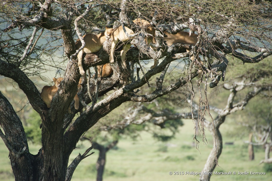 /ecran/Tanzanie_2015_0634.jpg