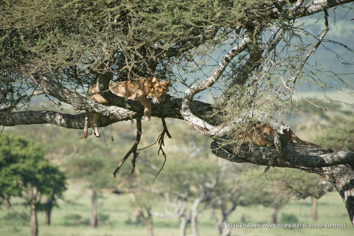 /ecran/Tanzanie_2015_0642.jpg