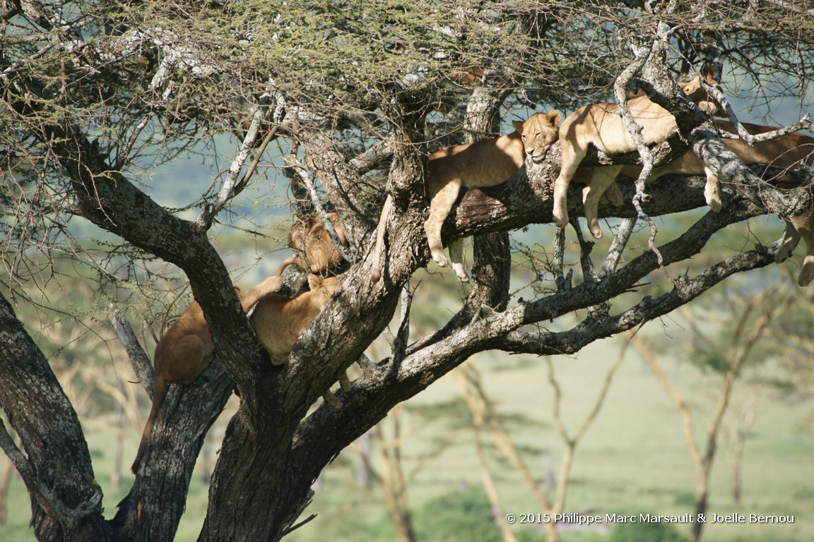 /ecran/Tanzanie_2015_0643.jpg