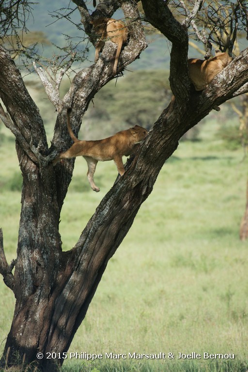 /ecran/Tanzanie_2015_0668.jpg